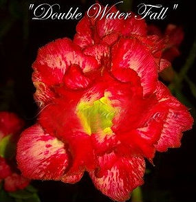 (image for) Rare Adenium Obesum \'Double Waterfall\' (5 Seeds)